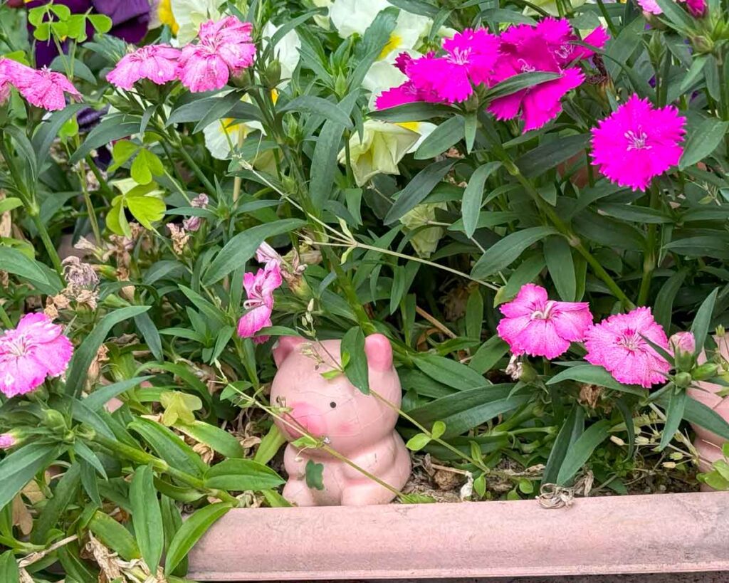 花壇の豚さん